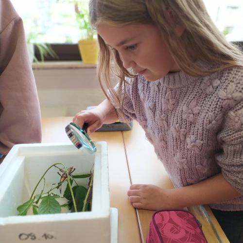 Insektenunterricht