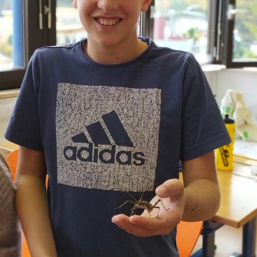 Insektenunterricht
