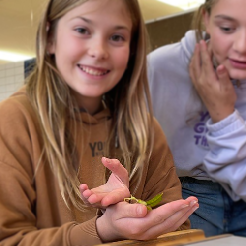 Natopia-Insekten-Workshop