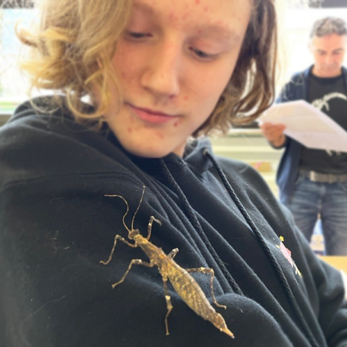 Natopia-Insekten-Workshop