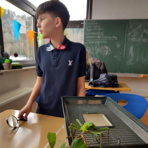 Ein Kind als Insektenforscher mit Lupe an einer Transportbox mit einer Gespenstschrecke.