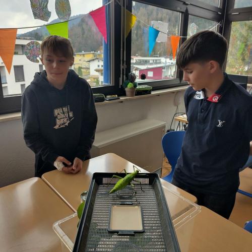 Kinder beugen sich über eine Transportbox mit Insekten.