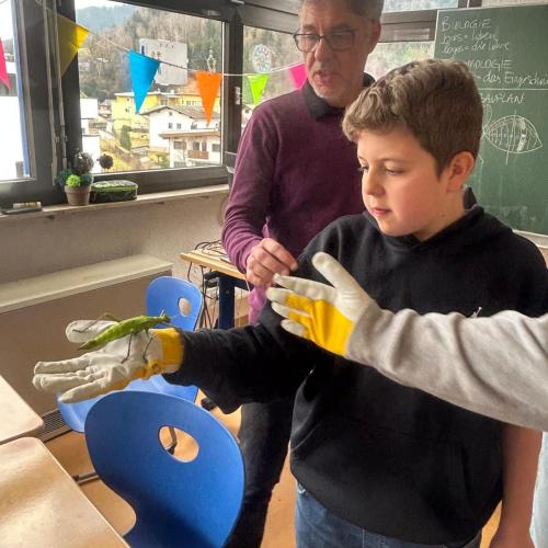 Experte erklärt Kind wie es eine Gespenstschrecke halten soll.