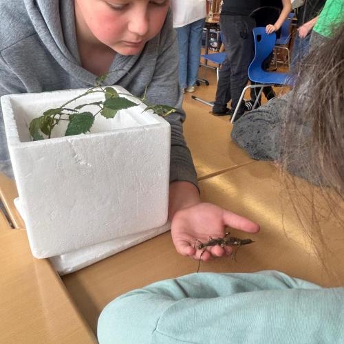 Kind mit Gespenstschrecke in der Hand