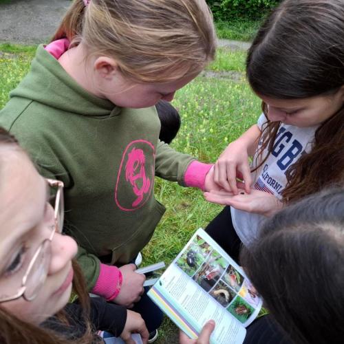 Schülerinnen fanden einen Käfer