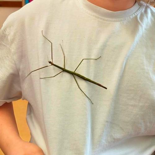 Stabschrecke auf T-Shirt