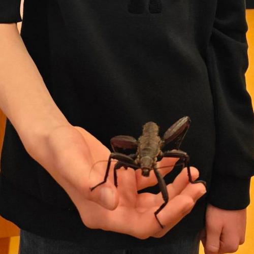 Gespenstschrecke auf der Hand eines Kindes
