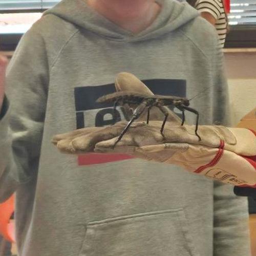 Graue Gespenstschrecke auf Handschuh