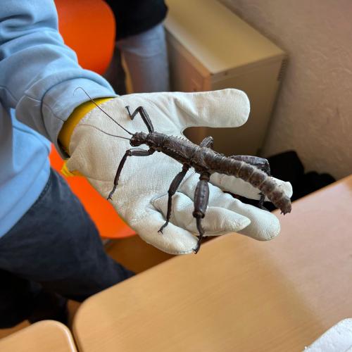 Graue Gespenstschrecke auf Handschuh