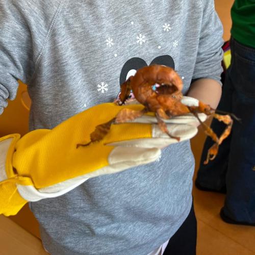 Braune Gespenstschrecke auf Handschuh