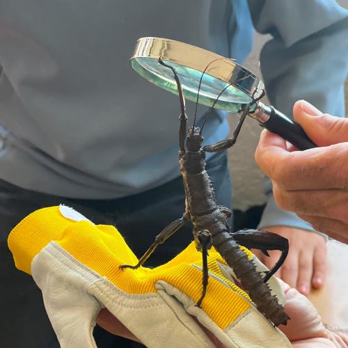 Graue Gespenstschrecke auf Handschuh unter der Lupe