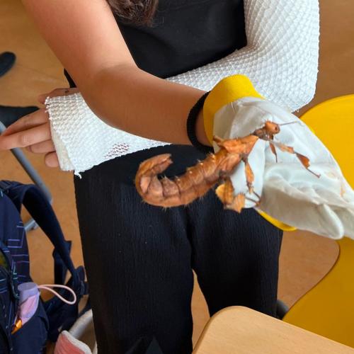 Braune Gespenstschrecke auf Handschuh