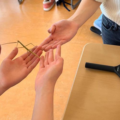 Stabschrecke auf Händen