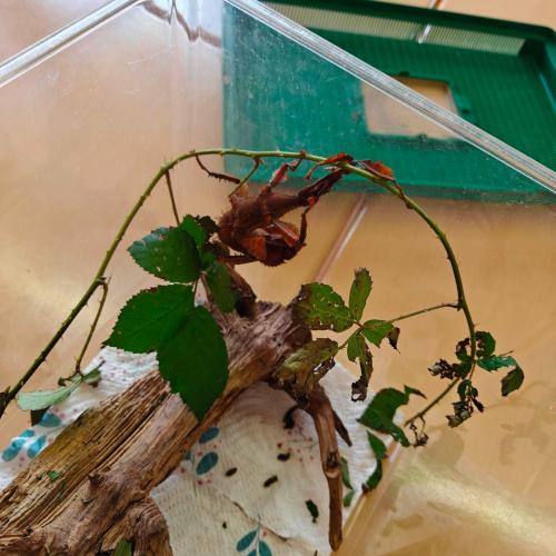 Gespenstschrecke im Terrarium