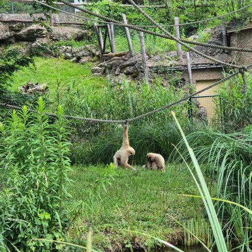 zoo10