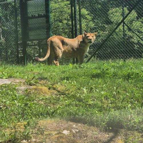 zoo6