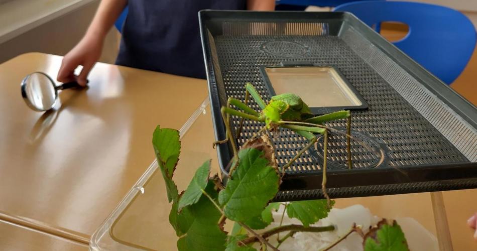 Gespenstheuschrecke auf einem Blatt