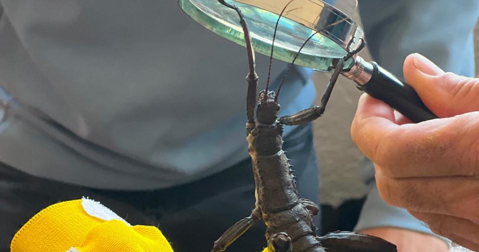 Graue Gespenstschrecke auf Handschuh unter der Lupe